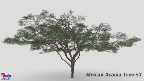 African Acacia Tree-S7