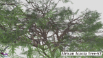 African Acacia Tree-S7