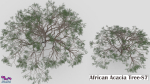 African Acacia Tree-S7