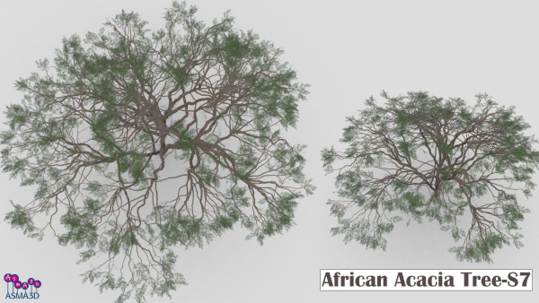 African Acacia Tree-S7