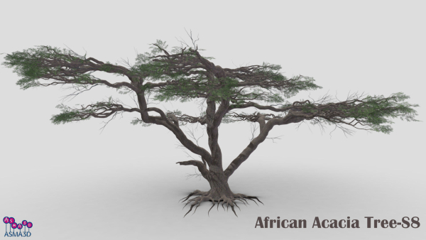 African Acacia Tree-S8