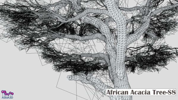 African Acacia Tree-S8