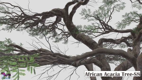 African Acacia Tree-S8