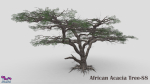 African Acacia Tree-S8