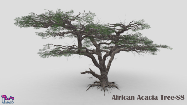 African Acacia Tree-S8