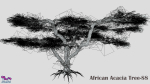 African Acacia Tree-S8