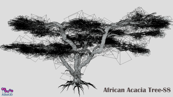 African Acacia Tree-S8