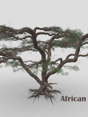 African Acacia Tree-S8