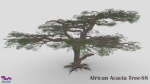 African Acacia Tree-S8
