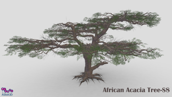 African Acacia Tree-S8