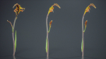 African Flag Cornflag Chasmanthe Floribunda