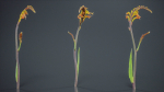African Flag Cornflag Chasmanthe Floribunda
