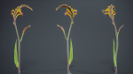 African Flag Cornflag Chasmanthe Floribunda