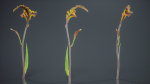 African Flag Cornflag Chasmanthe Floribunda