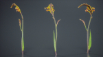 African Flag Cornflag Chasmanthe Floribunda