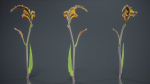 African Flag Cornflag Chasmanthe Floribunda