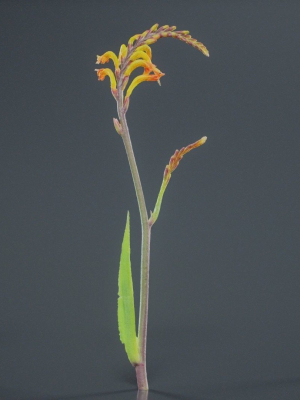 African Flag Cornflag Chasmanthe Floribunda