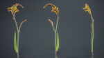 African Flag Cornflag Chasmanthe Floribunda