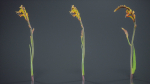 African Flag Cornflag Chasmanthe Floribunda