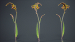African Flag Cornflag Chasmanthe Floribunda