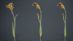 African Flag Cornflag Chasmanthe Floribunda