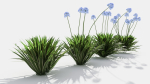 Agapanthus hyacinths in row