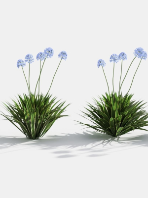 Agapanthus hyacinths in row