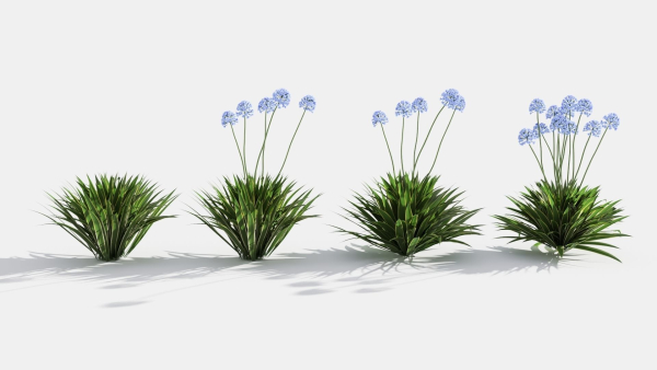Agapanthus hyacinths in row