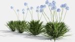 Agapanthus hyacinths in row