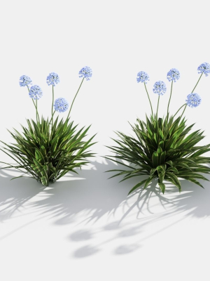 agapanthus-3d-model-f8317ca2df