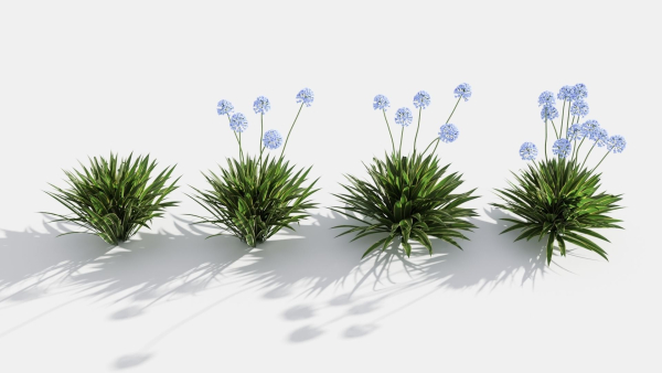 Agapanthus hyacinths in row