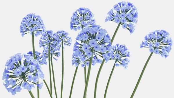Agapanthus hyacinths in row