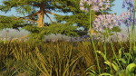 Agapanthus field
