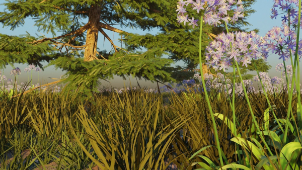 Agapanthus field