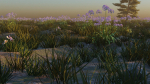 Agapanthus field
