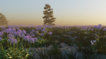 Agapanthus field