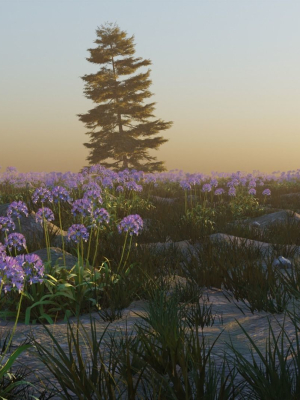 Agapanthus field