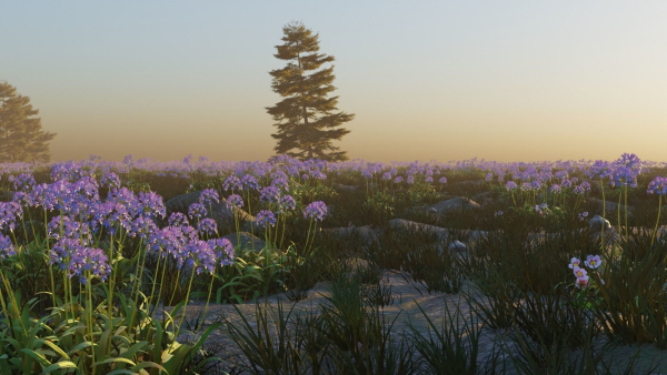 Agapanthus field