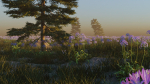 Agapanthus field