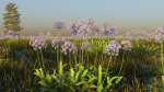 Agapanthus field