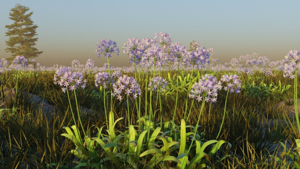 Agapanthus field