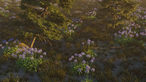 Agapanthus field