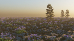 Agapanthus field