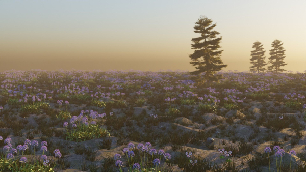 Agapanthus field
