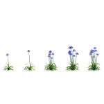 Agapanthus flower