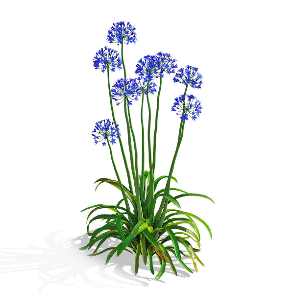Agapanthus flower