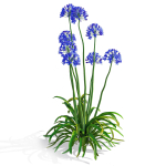 Agapanthus flower