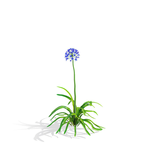 Agapanthus flower