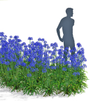 Agapanthus flower