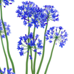Agapanthus flower